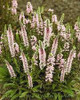 Veronica Sweet Lullaby PP23611 25 BR Plants