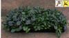 Ajuga reptans Bronze Beauty 18ct Flat