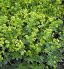 Alchemilla sericata Gold Strike 10ct Quarts