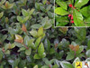 Ardisia japonica Marlberry 18ct Flat
