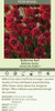 Armeria p Ballerina Red 10ct Quarts