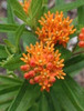 Asclepias tuberosa