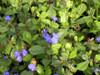 Ceratostigma plumbaginoides Plumbago 10ct Flat