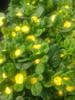 Chrysogonum virginianum Green and Gold 10ct Flat