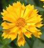 Coreopsis Jethro Tull PP18789 10ct Quarts