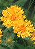 Coreopsis Jethro Tull PP18789 10ct Quarts