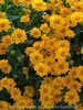 Coreopsis Jethro Tull PP18789