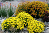 Coreopsis Citrine 10ct Quarts