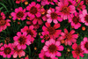 Coreopsis Garnet PP22845 10ct Quarts