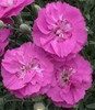 Dianthus x Shooting Star PP14895 10ct Flat