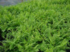 Dryopteris marginalis 18ct Flat
