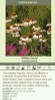 Echinacea p White Swan
