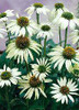 Echinacea p White Swan