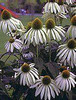 Echinacea p White Swan
