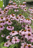 Echinacea p Magnus