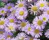 Erigeron Prosperity 10ct Quarts