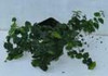 Ficus pumila 18ct Flat
