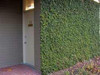 Ficus pumila 18ct Flat