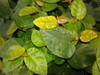 Ficus pumila 18ct Flat