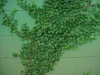 Ficus pumila 18ct Flat