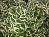 Ficus pumila Variegata 10ct Flat