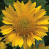 Gaillardia aristata Gallo Yellow PP20716 10ct Quarts