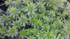 Galium odoratum 10ct Quarts