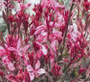 Gaura lindheimeri Bijou Butterflies PP15479 10ct Quarts