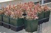 Gaura lindheimeri Bijou Butterflies PP15479 10ct Quarts