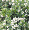 Gypsophila cerastioides 10ct Flat