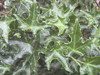 Hedera helix Ivalace 10ct Flat