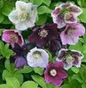 Helleborus orientalis 10ct Quarts
