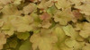 Heuchera Caramel PP16562 10ct Quarts