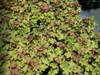 Heuchera Caramel PP16562 10ct Quarts