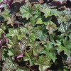 Heuchera micrantha Palace Purple 10ct Quarts