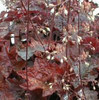 Heuchera micrantha Palace Purple 10ct Quarts