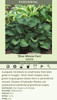 Hosta BLUE MOUSE EARS 10ct Flat