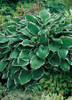 Hosta FRANCEE 18ct Flat