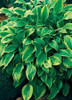 Hosta GOLDEN TIARA 18ct Flat