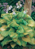 Hosta GUACAMOLE