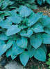Hosta HALCYON 10ct Quarts