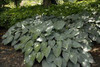 Hosta HALCYON 10ct Quarts