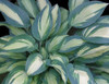 Hosta MOONSTRUCK 10ct Quarts