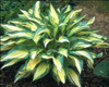 Hosta MOONSTRUCK 10ct Quarts