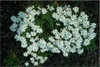 Iberis sempervirens Tahoe 18ct Flat