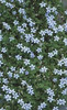 Isotoma fluviatilis Blue Star Creeper 10ct Flat