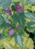 Lamium maculatum Anne Greenaway 10ct Flat