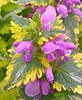 Lamium maculatum Anne Greenaway 10ct Flat