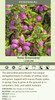 Lamium maculatum Anne Greenaway 10ct Flat