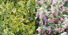 Lamium maculatum Anne Greenaway 10ct Flat